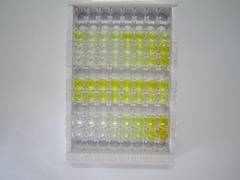 ELISA Kit for Caveolin 2 (CAV2)