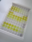 ELISA Kit for Fibrinogen Like Protein 1 (FGL1)