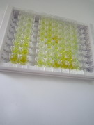 ELISA Kit for Low Density Lipoprotein Receptor Related Protein 2 (LRP2)