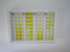 ELISA Kit for Low Density Lipoprotein Receptor Related Protein 6 (LRP6)