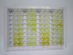 ELISA Kit for Keratin 6A (KRT6A)