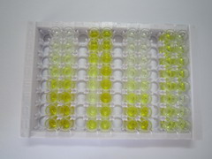 ELISA Kit for Cyclin B (CCNB)