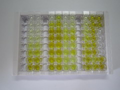 ELISA Kit for Cytochrome C Oxidase Subunit II (COX2)