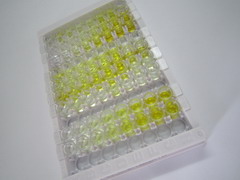 ELISA Kit for Myosin Heavy Chain 7, Cardiac Muscle, Beta (MYH7)