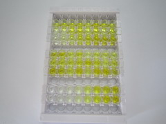 ELISA Kit for Myosin Heavy Chain 6, Cardiac Muscle, Alpha (MYH6)