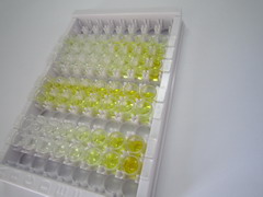 ELISA Kit for Heat Shock Protein 90kDa Alpha B1 (HSP90aB1)