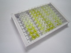 ELISA Kit for Heat Shock Protein 90kDa Alpha B1 (HSP90aB1)