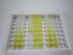 ELISA Kit for Preprovasopressin (VP)