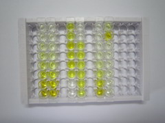 ELISA Kit for Insulin Like Protein 3 (INSL3)