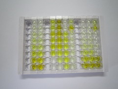 ELISA Kit for Neurofilament, Heavy Polypeptide (NEFH)