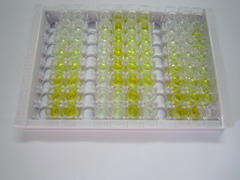 ELISA Kit for Gasdermin D (GSDMD)