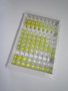 ELISA Kit for Glutamate Receptor, Ionotropic, N-Methyl-D-Aspartate 1 (GRIN1)