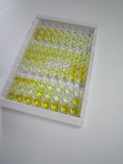 ELISA Kit for Glutamate Receptor, Ionotropic, N-Methyl-D-Aspartate 2B (GRIN2B)