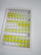 ELISA Kit for Sirtuin 6 (SIRT6)