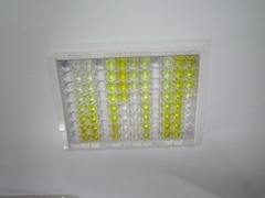 ELISA Kit for Filamin C Gamma (FLNC)