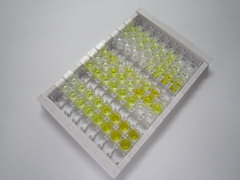 ELISA Kit for 17-Beta-Hydroxysteroid Dehydrogenase Type 1 (HSD17b1)