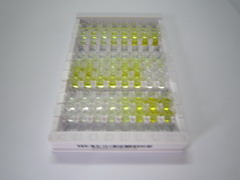 ELISA Kit for Fucosyltransferase 2 (FUT2)