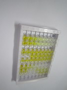 ELISA Kit for Kisspeptin Receptor (KISS1R)