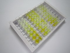 ELISA Kit for Lysyl Oxidase Like Protein 2 (LOXL2)