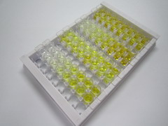 ELISA Kit for Secreted Frizzled Related Protein 4 (SFRP4)