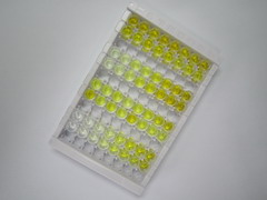 ELISA Kit for Secreted Frizzled Related Protein 2 (SFRP2)