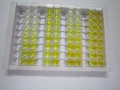 ELISA Kit for Dual Specificity Phosphatase 6 (DUSP6)