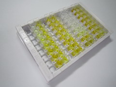 ELISA Kit for Phosphatidylinositol Binding Clathrin Assembly Protein (PICALM)