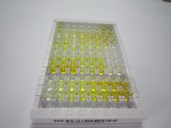 ELISA Kit for Pregnancy Zone Protein (PZP)