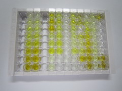 ELISA Kit for ATPase, Ca++ Transporting, Cardiac Muscle, Slow Twitch 2 (ATP2A2)