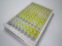 ELISA Kit for Cereblon (CRBN)