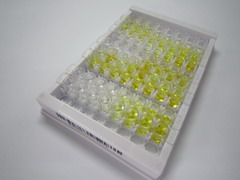 ELISA Kit for Hepatocyte Nuclear Factor 1 Beta (HNF1b)