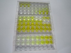 ELISA Kit for Mdm2 p53 Binding Protein Homolog (MDM2)