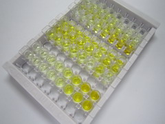 ELISA Kit for Translocation Associated Notch Homolog 1 (TAN1)