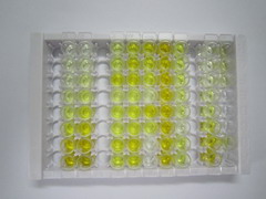 ELISA Kit for Interferon Alpha 10 (IFNa10)