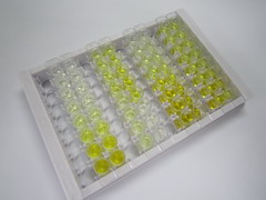 ELISA Kit for Tumor Protein p53 Binding Protein 1 (TP53BP1)