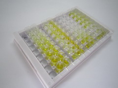 ELISA Kit for N-Sulfoglucosamine Sulfohydrolase (SGSH)