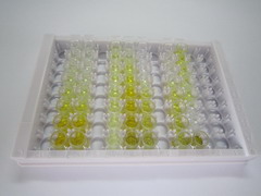 ELISA Kit for Leucine Rich Repeat Kinase 2 (LRRK2)