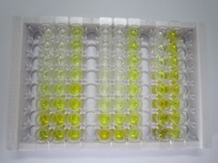 ELISA Kit for Inter Alpha-Globulin Inhibitor H4 (ITIH4)