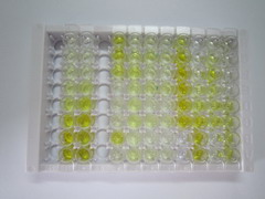 ELISA Kit for Glycerol-3-Phosphate Acyltransferase, Mitochondrial (GPAM)