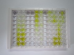 ELISA Kit for Follistatin Like Protein 1 (FSTL1)