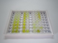 ELISA Kit for Cystatin B (CSTB)