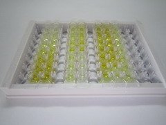 ELISA Kit for Carbohydrate Sulfotransferase 7 (CHST7)