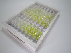 ELISA Kit for Activity Regulated Cytoskeleton Associated Protein (ARC)