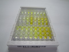 ELISA Kit for Pentraxin 3, Long (PTX3)