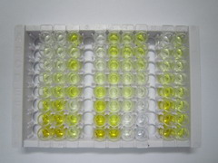 ELISA Kit for Pentraxin 3, Long (PTX3)