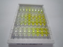 ELISA Kit for AXL Receptor Tyrosine Kinase (AXL)
