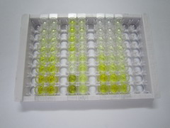 ELISA Kit for Kelch Like ECH Associated Protein 1 (KEAP1)