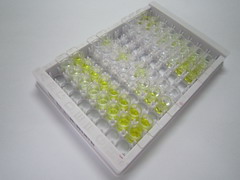 ELISA Kit for Wingless Type MMTV Integration Site Family, Member 3 (WNT3)