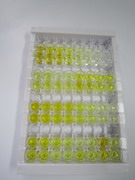 ELISA Kit for Upregulator Of Cell Proliferation (URGCP)