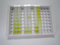 ELISA Kit for Semaphorin 3B (SEMA3B)